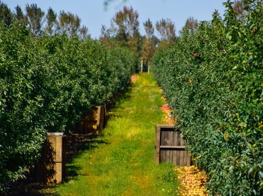 Elma bahçesi. Satır, ağaç ve toprak altında t meyvesi