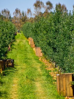 Elma bahçesi. Satır, ağaç ve toprak altında t meyvesi