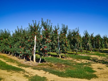 Elma bahçesi. Satır, ağaç ve toprak altında t meyvesi