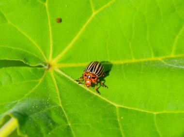 Bir bitkinin yaprağında Colorado böceği. Yetişkin çizgili Colorado arı