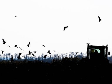 Traktör tarlayı sürüyor ve kargalar yiyecek bulmak için etrafında uçuyor.