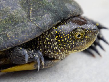 Ilıman enlemlerde sıradan nehir kaplumbağa. Kaplumbağa antik bir sürüngen olduğunu.