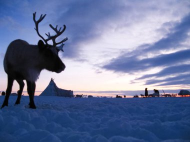 Ren geyiği bir tundra manzara karşı