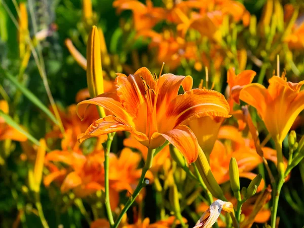 Λουλούδια πορτοκαλί λίλιουμ. Κρίνα μεταξύ των χορτάρι. — Φωτογραφία Αρχείου