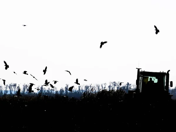 Tractor ploegt een veld en kraaien vliegen om hem heen op zoek naar voedsel — Stockfoto