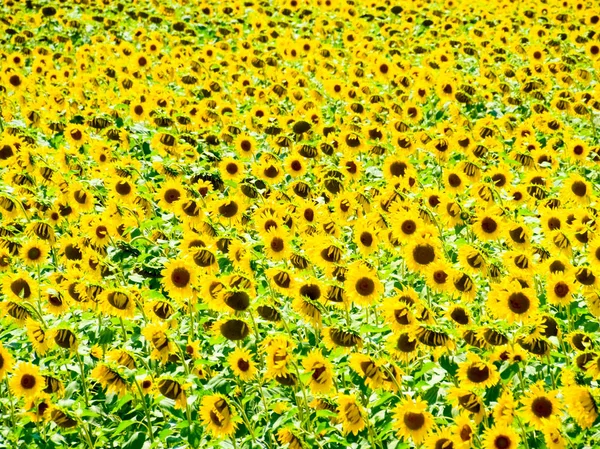 field of blooming sunflowers. Flowering sunflowers in the field. Sunflower field on a sunny day.