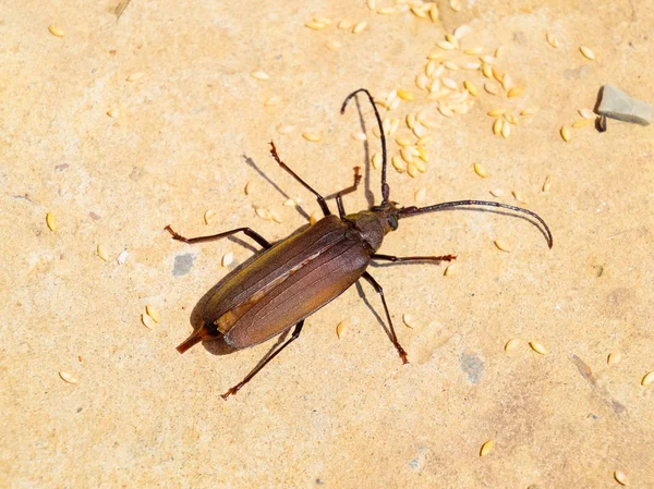 Escarabajo ladra escarabajo. Imago de un insecto. Escarabajo con antenas largas . — Foto de Stock