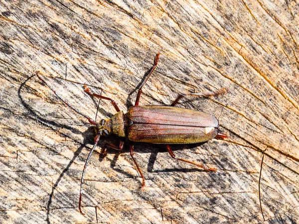 Escarabajo ladra escarabajo. Imago de un insecto. Escarabajo con antenas largas . — Foto de Stock