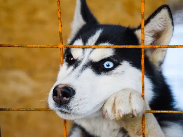 Chien Husky avec des yeux différents. Un husky noir et blanc. Yeux marron et bleu — Photo