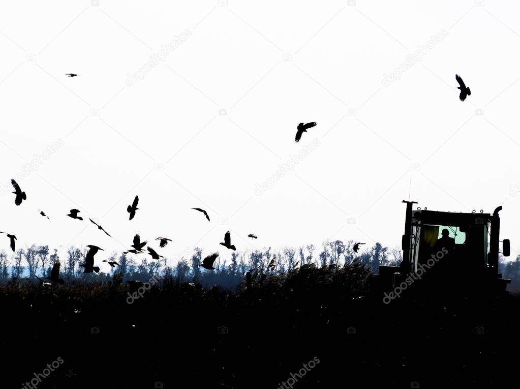 Tractor plowing a field and crows flying around him in search of food