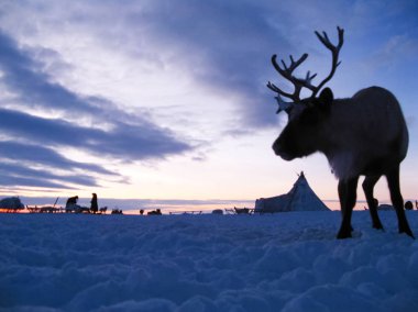 Ren geyiği bir tundra manzara karşı