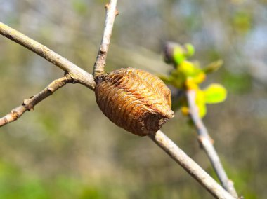Ootheca hierodula transcaucasica dal