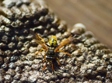 Tersine çevrilen eşekarısı yuvası.