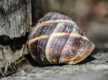 Büyük bir salyangoz lavabo