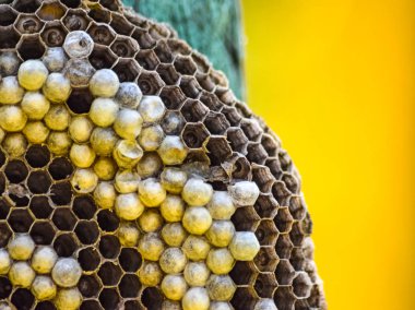 Ahşap bir kartına iliştirilmiş eşekarısı yuvası.