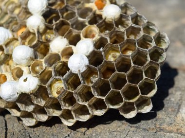 Bir ağaç kütüğü yalan eşekarısı yuvası.