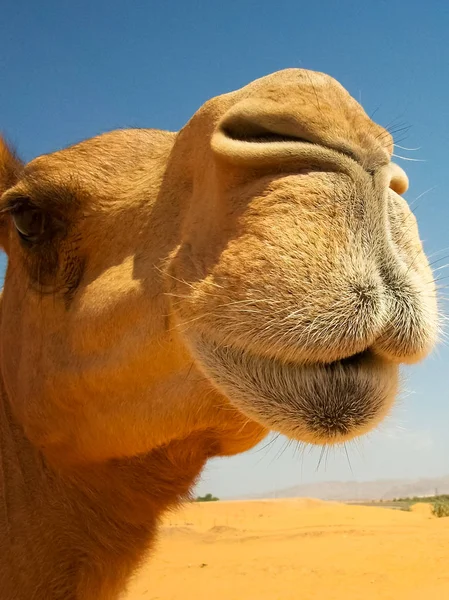 沙漠中的骆驼 — 图库照片