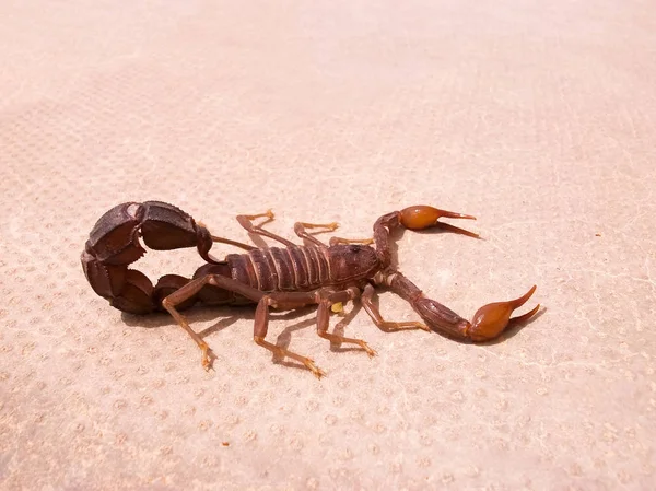 Scorpion. Fauna of Arab Emirates. — Stock Photo, Image