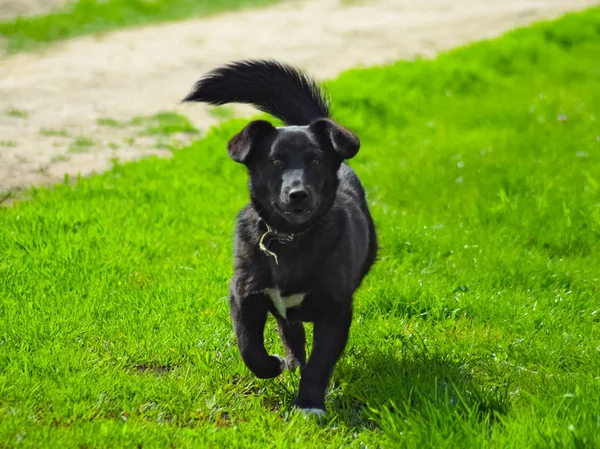 Yeşil çimenlerin üzerinde siyah köpek — Stok fotoğraf