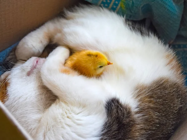 Katze wärmt Huhn — Stockfoto