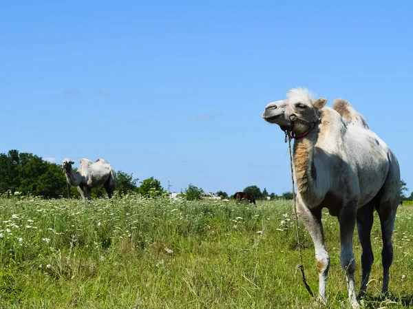 Camel on a pasture — Stock Photo, Image