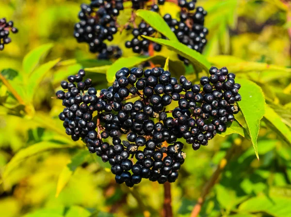 The elder berries