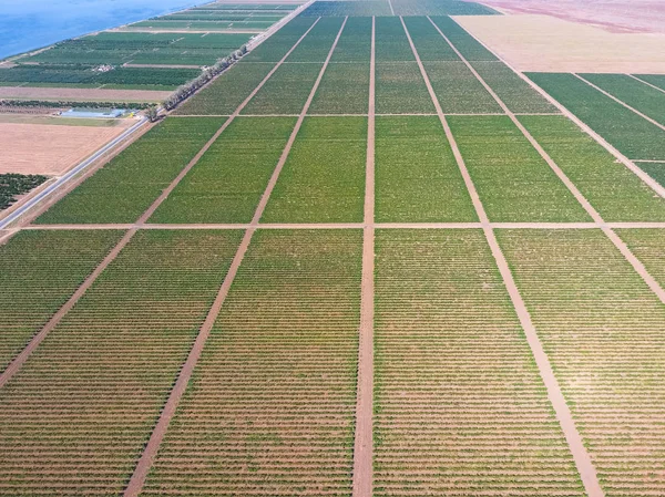 Cépages vue d'ensemble. Des rangs de vignes. Vue de dessus du jardin — Photo