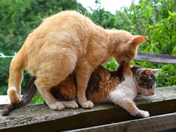 Verpaarung von Hauskatzen — Stockfoto