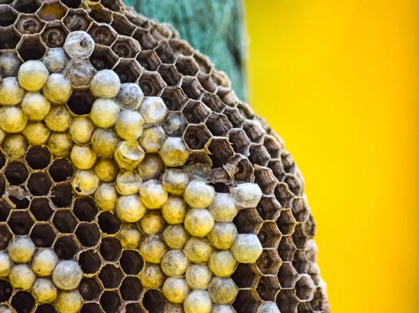 Ninho de vespas preso a uma tábua de madeira . — Fotografia de Stock