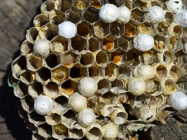 Wasp nest liggen op een boomstronk. — Stockfoto