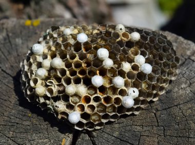 Bir ağaç kütüğü yalan eşekarısı yuvası.