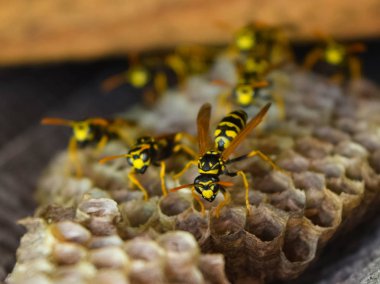 Eşekarısı yuvası üzerine oturan Yaban arıları ile.