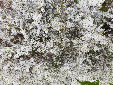 Çiçek açan kiraz eriği. Beyaz çiçekler ve Erik ağaçlarının bir ağaç dalları. Bahar bahçe.