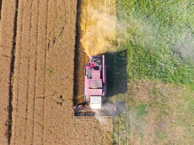 Temizlik buğday hasat. Üstten Görünüm.