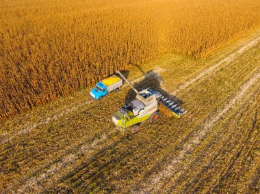 Hasat dökülen Mısır tane kamyon vücuda birleştirin. Hasat hasat Mısır.