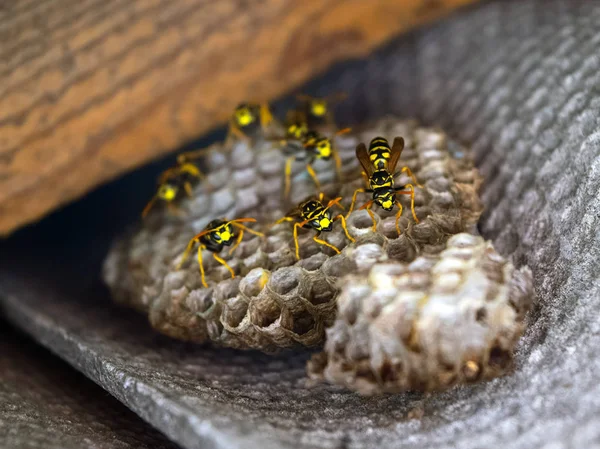 Eşekarısı yuvası üzerine oturan Yaban arıları ile.