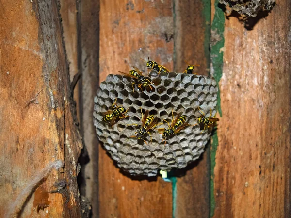 Eşekarısı yuvası üzerine oturan Yaban arıları ile.