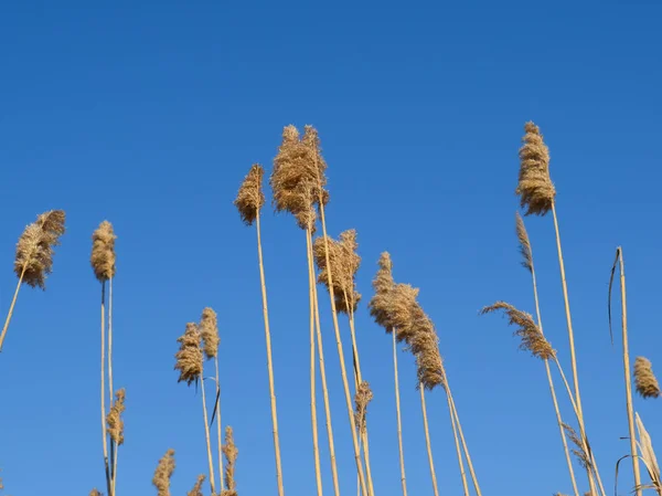 Whisk the dry reeds. Thickets of dry reeds — Stock Photo, Image