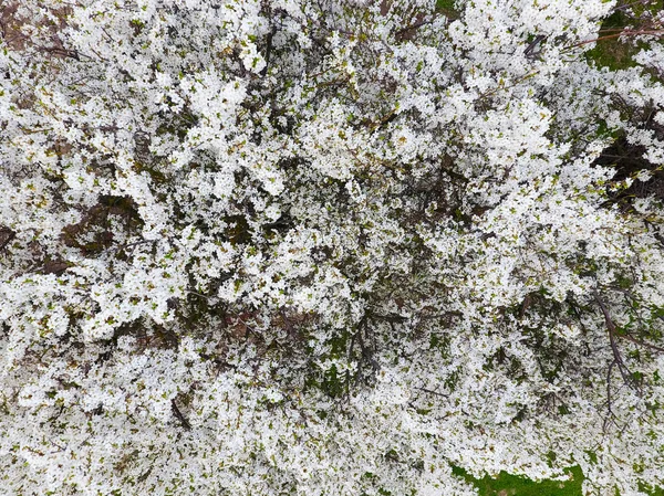 Çiçek açan kiraz eriği. Beyaz çiçekler ve Erik ağaçlarının bir ağaç dalları. Bahar bahçe.