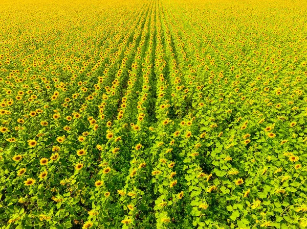 Aerial view of agricultural fields flowering oilseed. Field of sunflowers. Top view. — Stock Photo, Image