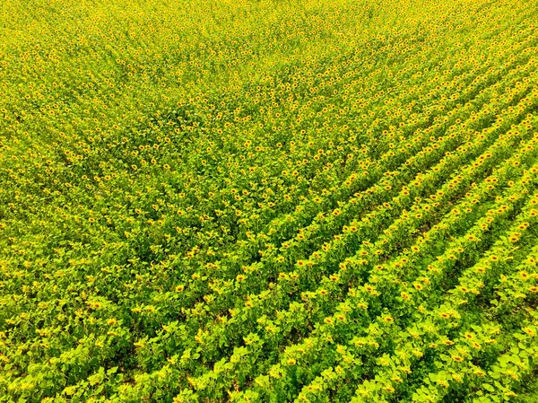 Aerial view of agricultural fields flowering oilseed. Field of sunflowers. Top view. — Stock Photo, Image