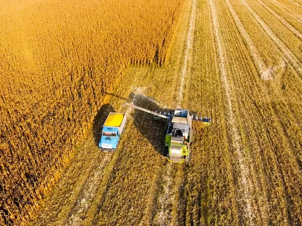 Combine harvester pours corn grain into the truck body. Harveste