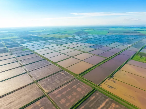 Arrozales inundados. Métodos agronómicos de cultivo de arroz en la — Foto de Stock