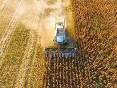 Hasat mısır hasat. Mısır koçanı bir co yardımıyla toplamak