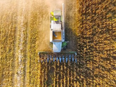 Hasat mısır hasat. Mısır koçanı bir co yardımıyla toplamak
