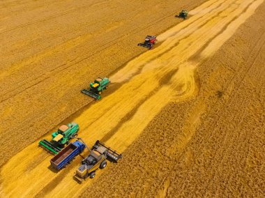 Buğday hasat hasat. Tarım makineleri Tahıl hasat