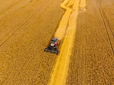 Buğday hasat hasat. Tarım makineleri Tahıl hasat