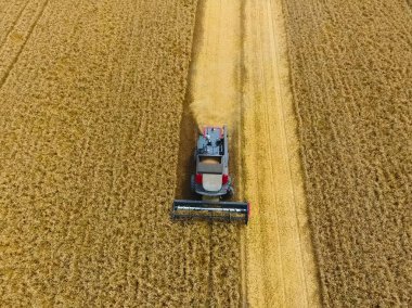Buğday hasat hasat. Tarım makineleri Tahıl hasat