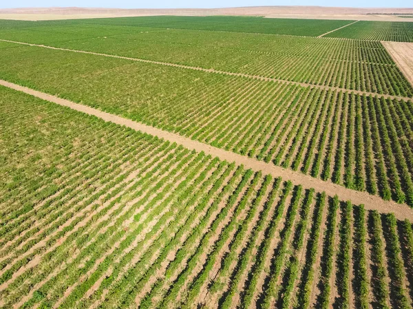 Huertos de uva vista de pájaro. Filas de vid. Vista superior del jardín — Foto de Stock