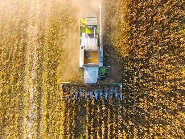 Kombajn do kukurydzy zbiorów. Kolby kukurydzy z pomocą co zbierać — Zdjęcie stockowe